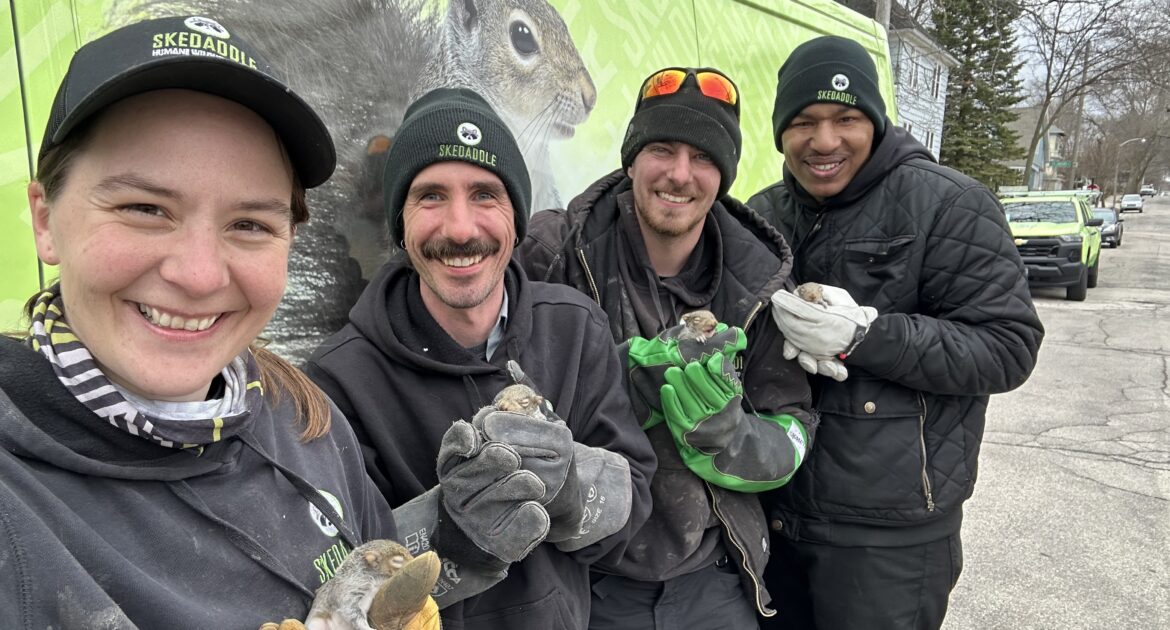 A group of four smiling Skedaddle technicians holding tiny, rescued baby squirrels in gloved hands in front of a service van.