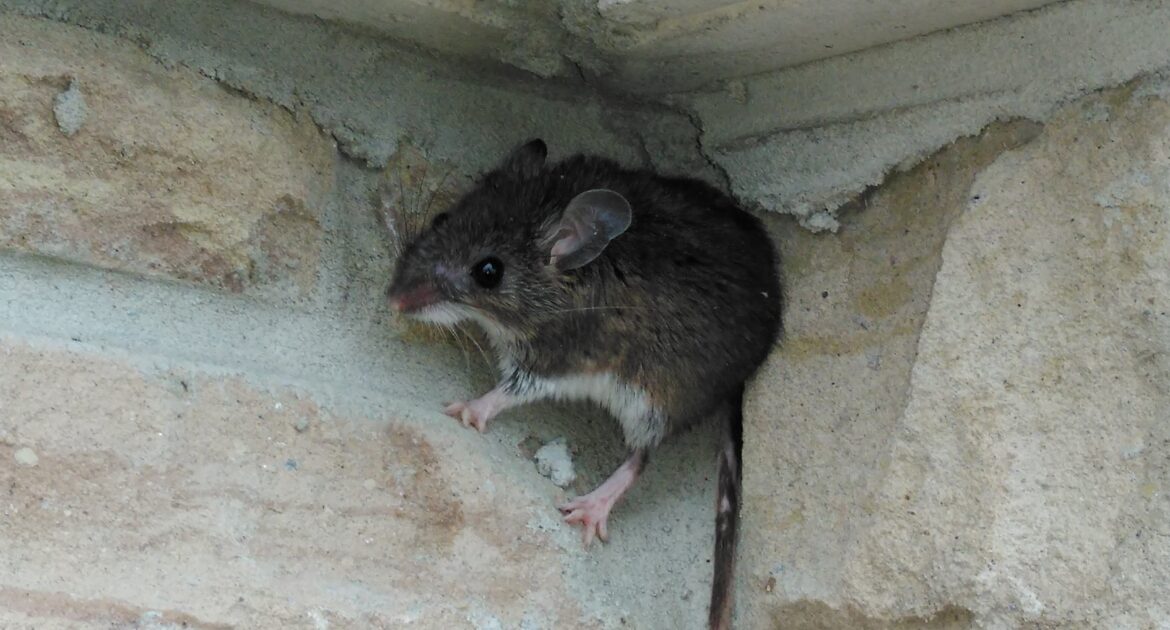 A small brown mouse with large ears and a white belly perched on a light-colored textured stone wall near a narrow crevice.