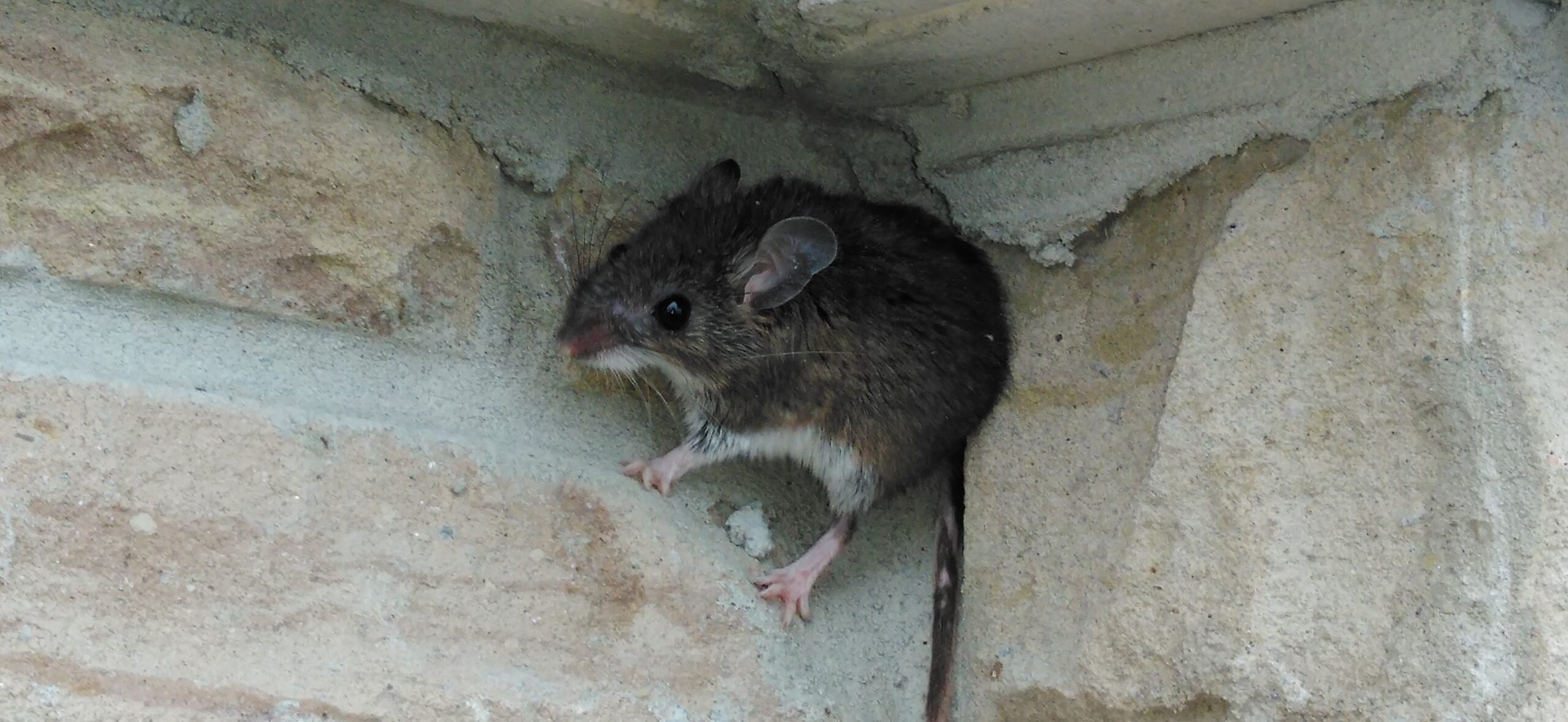 A small brown mouse with large ears and a white belly perched on a light-colored textured stone wall near a narrow crevice.