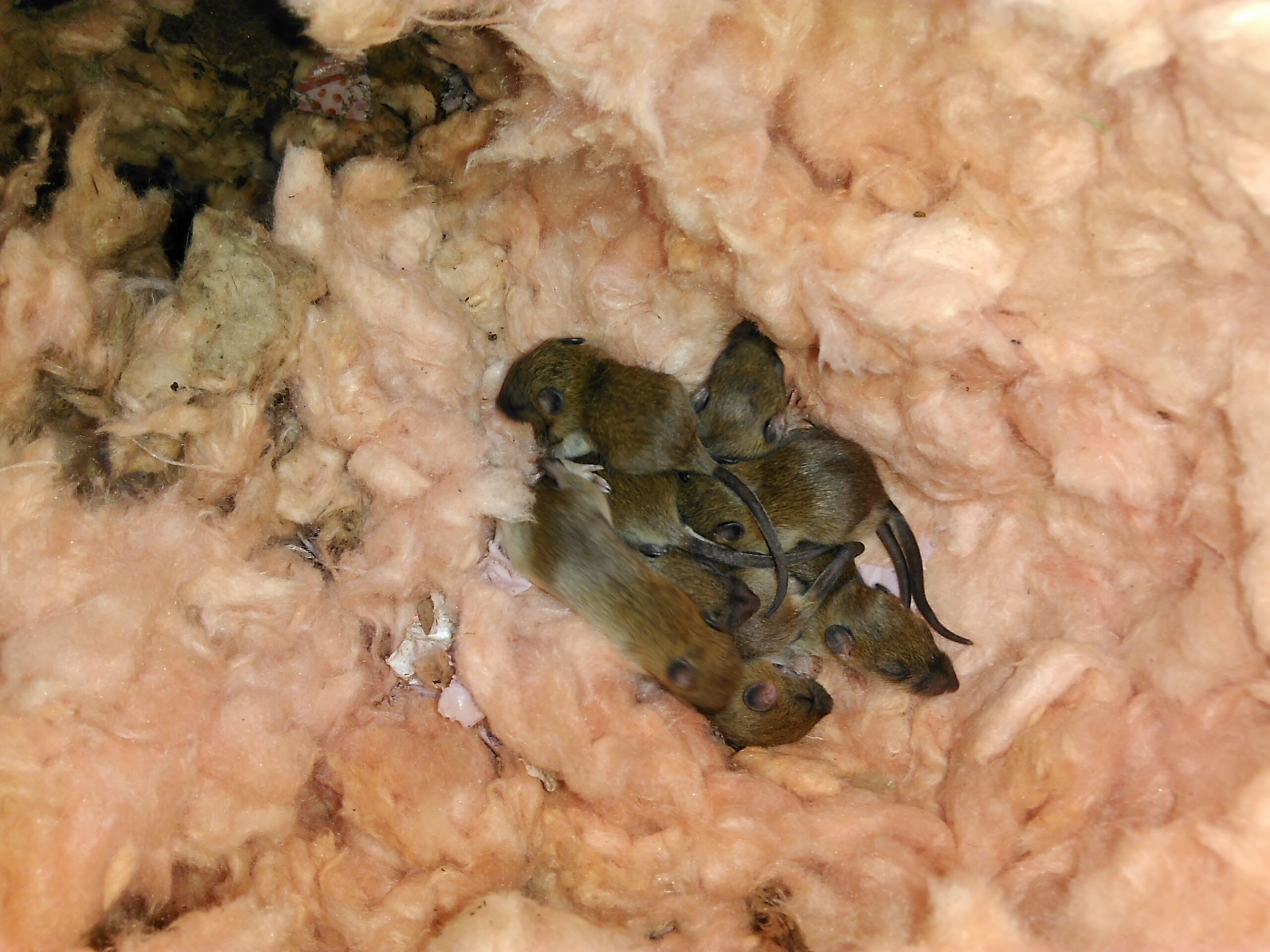 A cluster of several small, brown baby field mice huddling together inside a burrow made of pink fiberglass attic insulation.