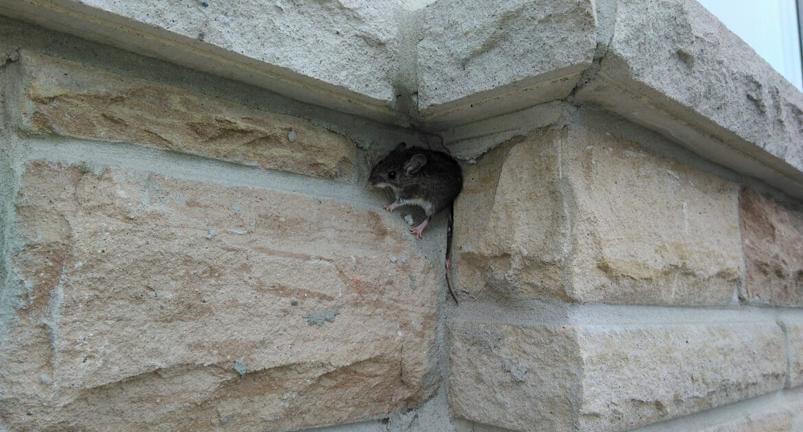 A small brown field mouse with a white underbelly clings to a vertical gap in a light-colored stacked stone exterior wall of a house.