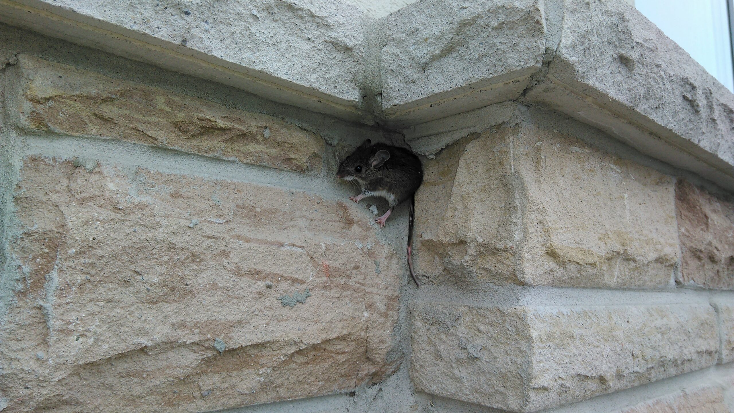 A small brown field mouse with a white underbelly clings to a vertical gap in a light-colored stacked stone exterior wall of a house.
