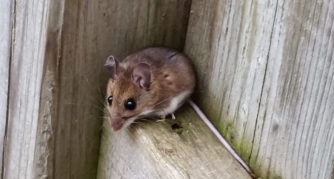 A small brown mouse with large ears and dark eyes tucked into a corner of weathered wooden structural beams.