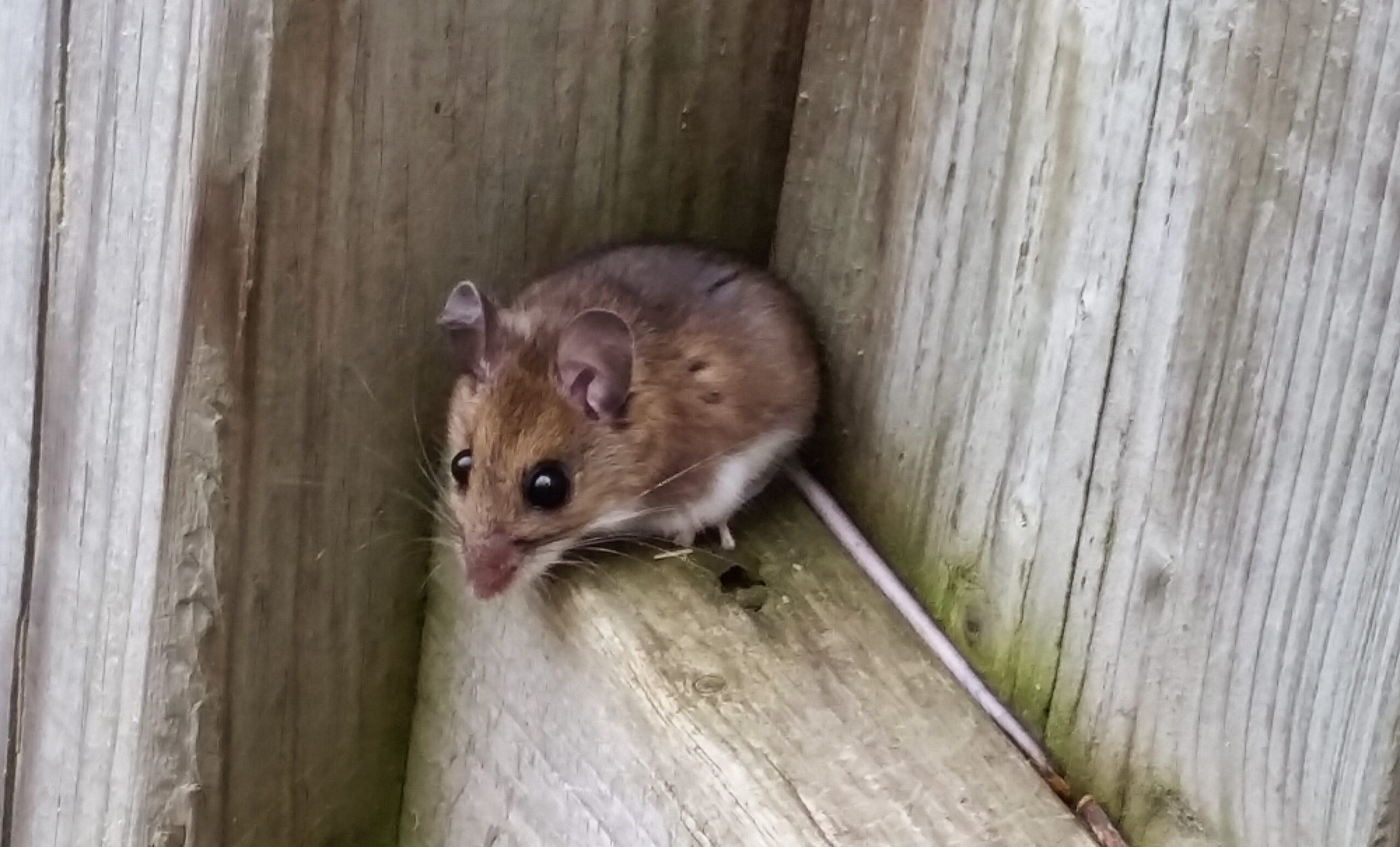 A small brown mouse with large ears and dark eyes tucked into a corner of weathered wooden structural beams.