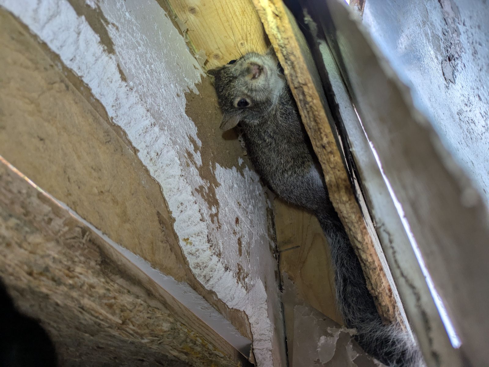 A close-up view of an Eastern Grey Squirrel squeezed between wooden wall studs and drywall inside a residential building, illustrating the need for professional humane wildlife removal.