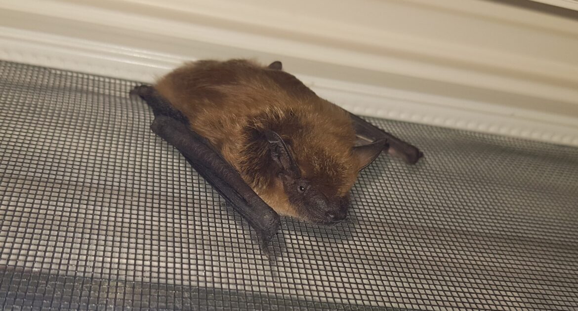 A brown bat resting horizontally on a grey mesh screen surface inside a building.