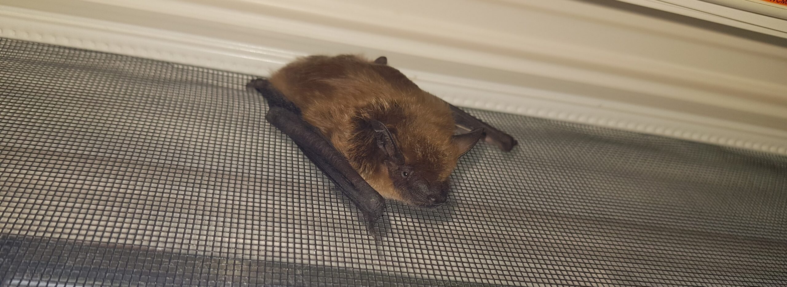 A brown bat resting horizontally on a grey mesh screen surface inside a building.