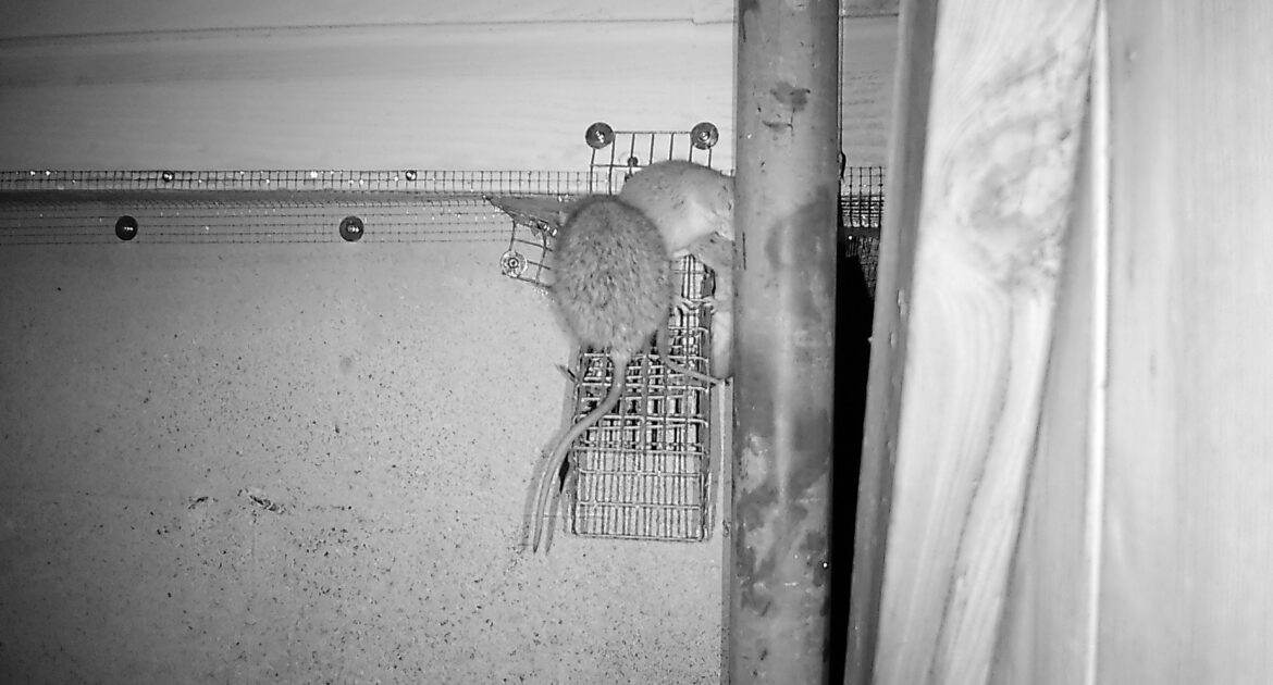 A black and white night-vision photo showing two rats climbing on a wire mesh exclusion barrier near a pipe.