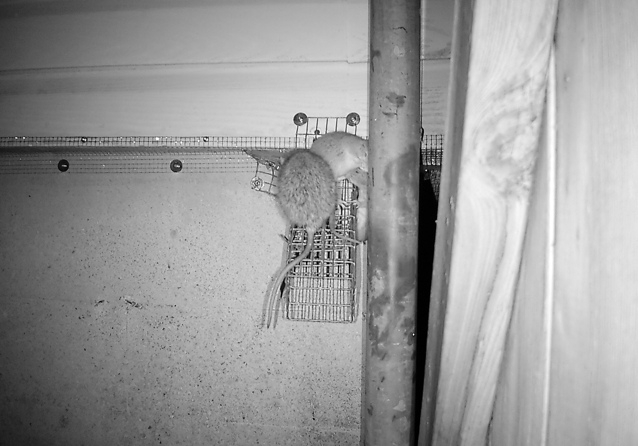 A black and white night-vision photo showing two rats climbing on a wire mesh exclusion barrier near a pipe.