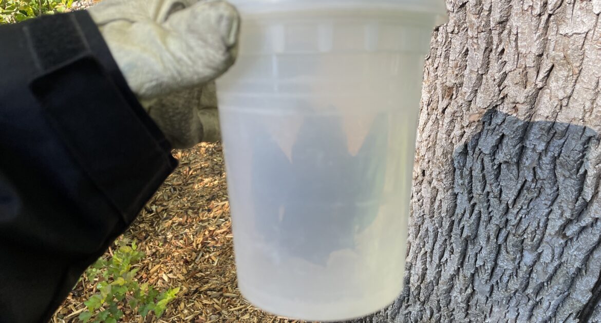 A gloved hand holding a translucent plastic container with a bat safely secured inside for transport.