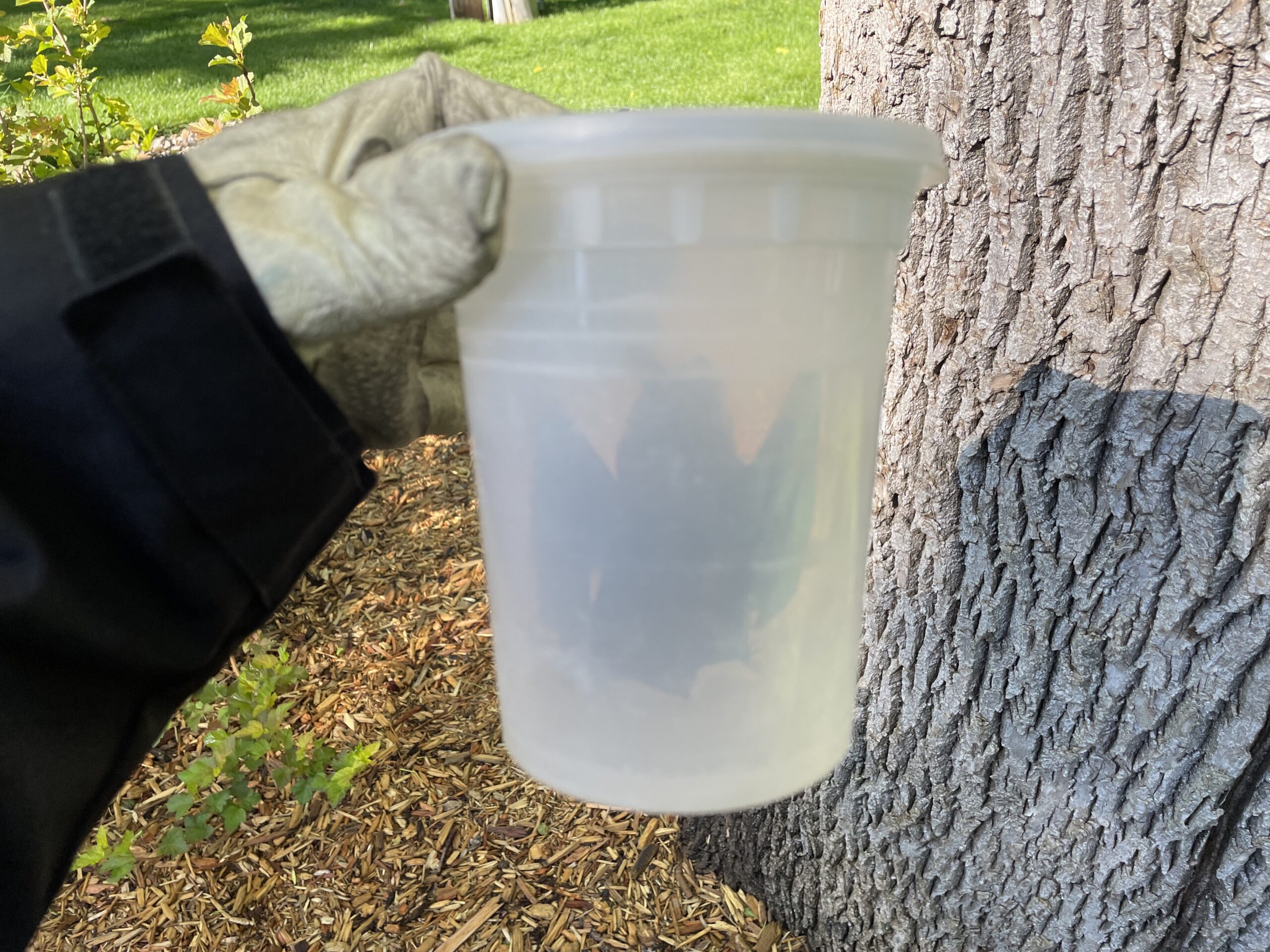 A gloved hand holding a translucent plastic container with a bat safely secured inside for transport.