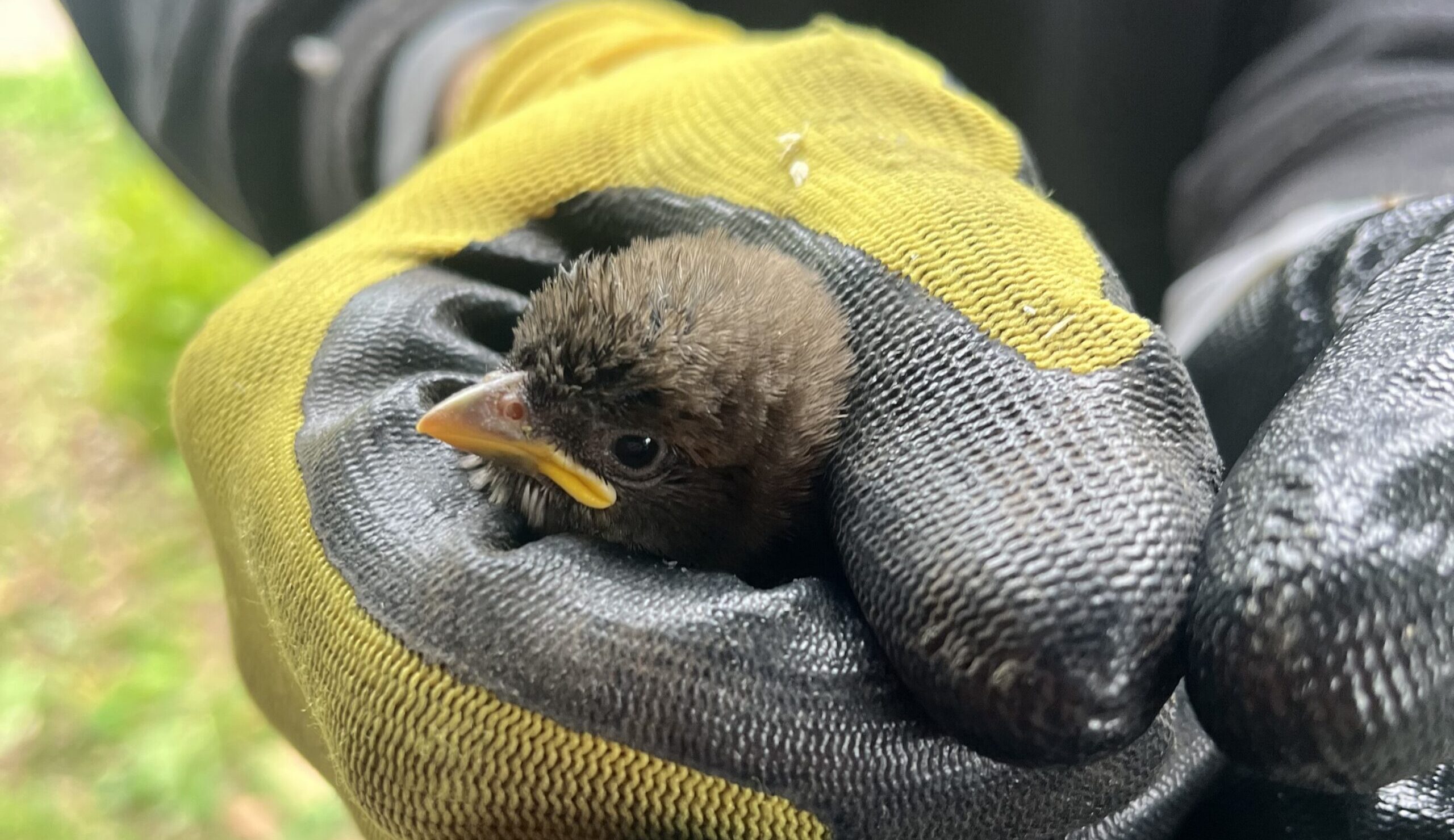 A Skedaddle technician wearing yellow and black protective gloves gently holding a small, brown baby bird during a humane wildlife removal in Saint Paul.