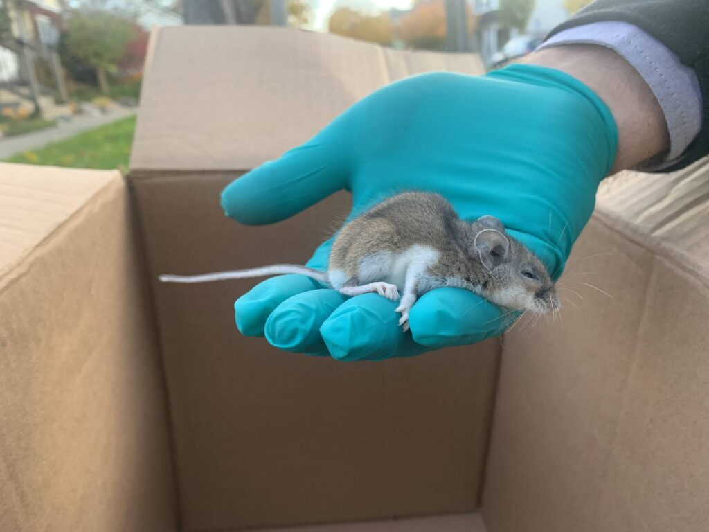 A Skedaddle technician wearing a bright teal protective glove holds a small, calm field mouse in their palm over a cardboard transport box during a humane relocation.