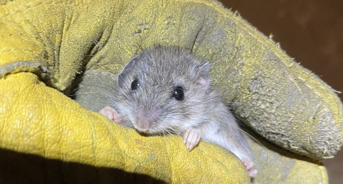 A tiny field mouse with large dark eyes being safely held in a thick yellow protective leather glove by a Skedaddle technician.