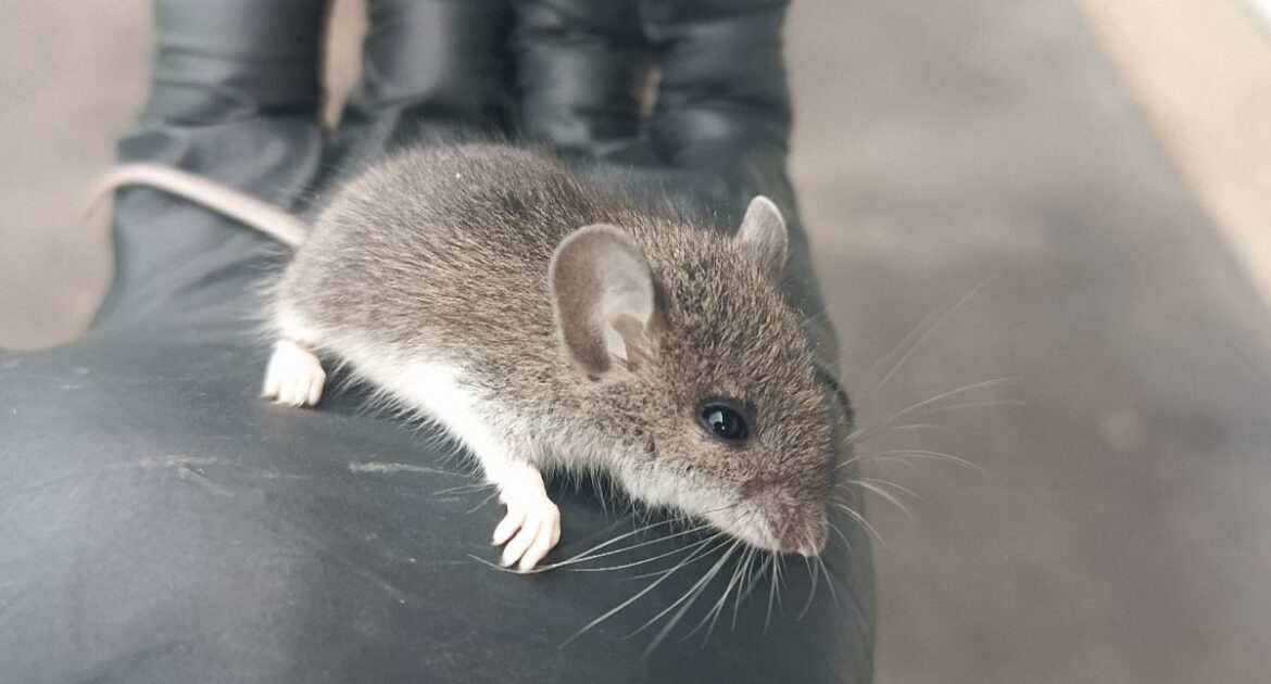A small house mouse held safely in a gloved hand during a Skedaddle humane wildlife removal process.