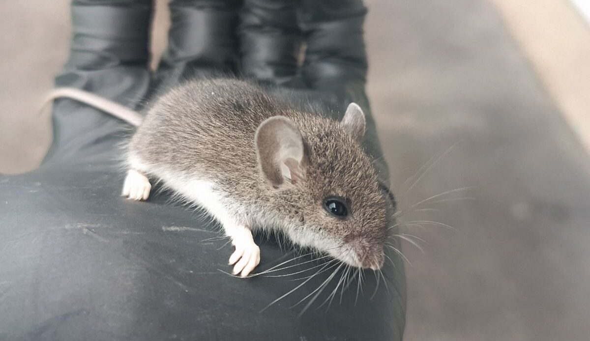 A small house mouse held safely in a gloved hand during a Skedaddle humane wildlife removal process.