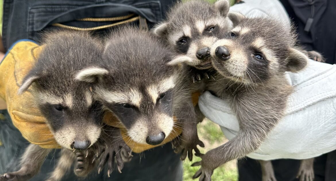 Four baby raccoons being safely held by Skedaddle Humane Wildlife Control technicians wearing protective gloves in Marietta.