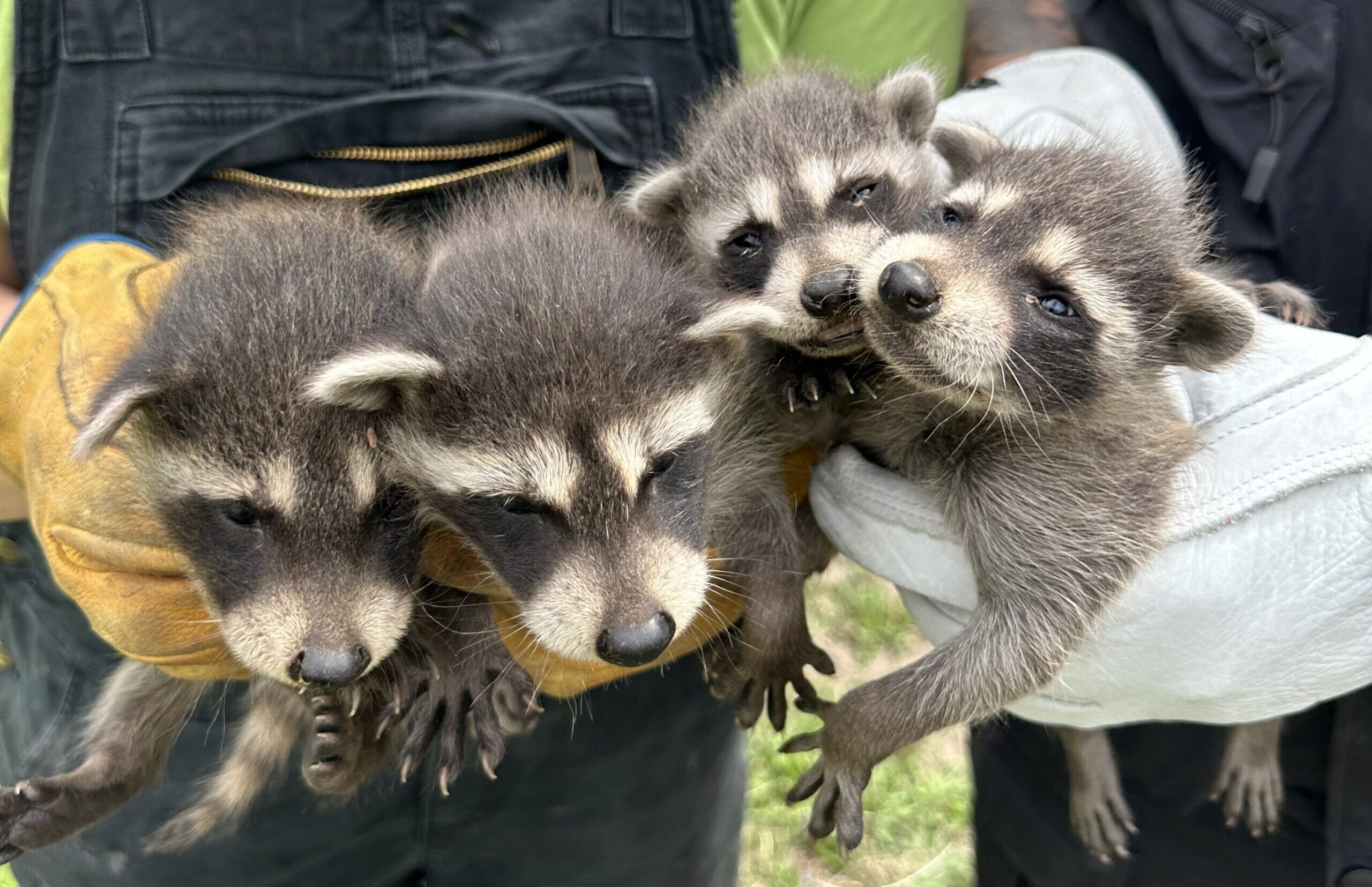 Four baby raccoons being safely held by Skedaddle Humane Wildlife Control technicians wearing protective gloves in Marietta.