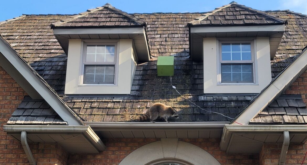 A mother raccoon on a shingled roof walking toward a green Skedaddle baby reunion box placed between two dormer windows.