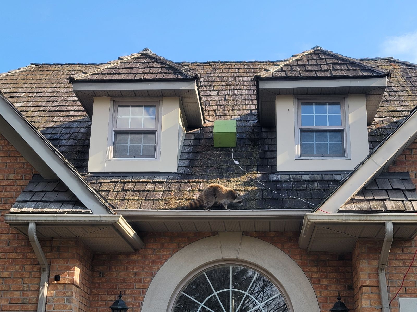 A mother raccoon on a shingled roof walking toward a green Skedaddle baby reunion box placed between two dormer windows.