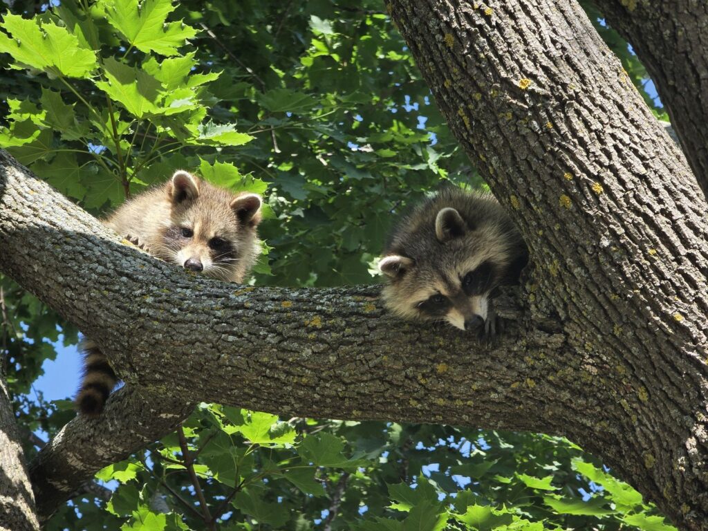 Two young raccoons peer down from the thick branches of a leafy maple tree following a successful humane relocation by Skedaddle Wildlife professionals.