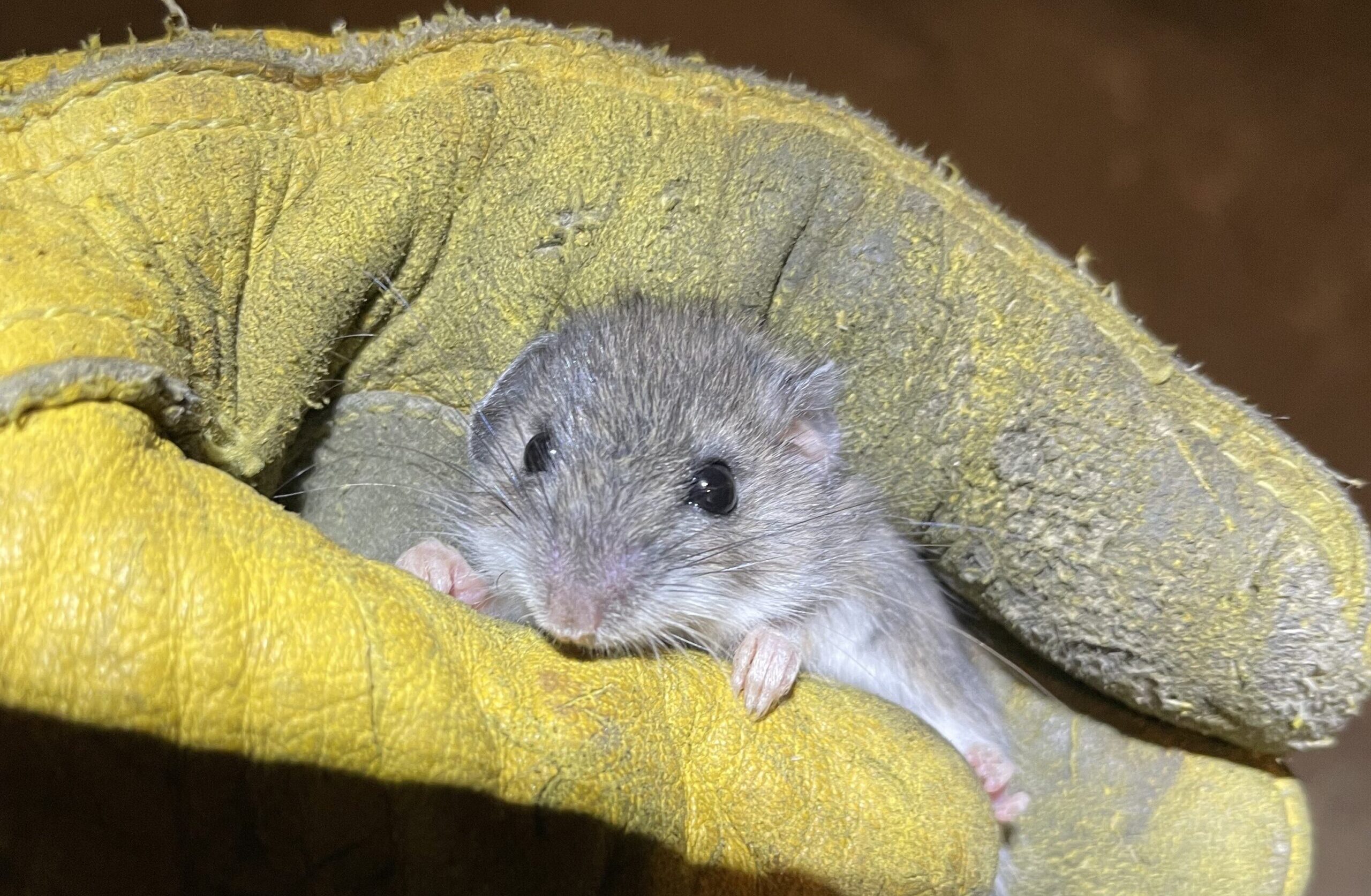 A tiny grey mouse with large black eyes being held gently in a thick, yellow protective work glove.