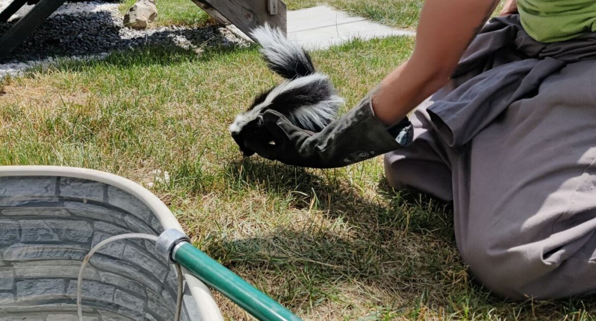 A Skedaddle wildlife technician wearing thick protective gloves gently lifts a small black and white baby skunk out of a basement window well to relocate it safely.