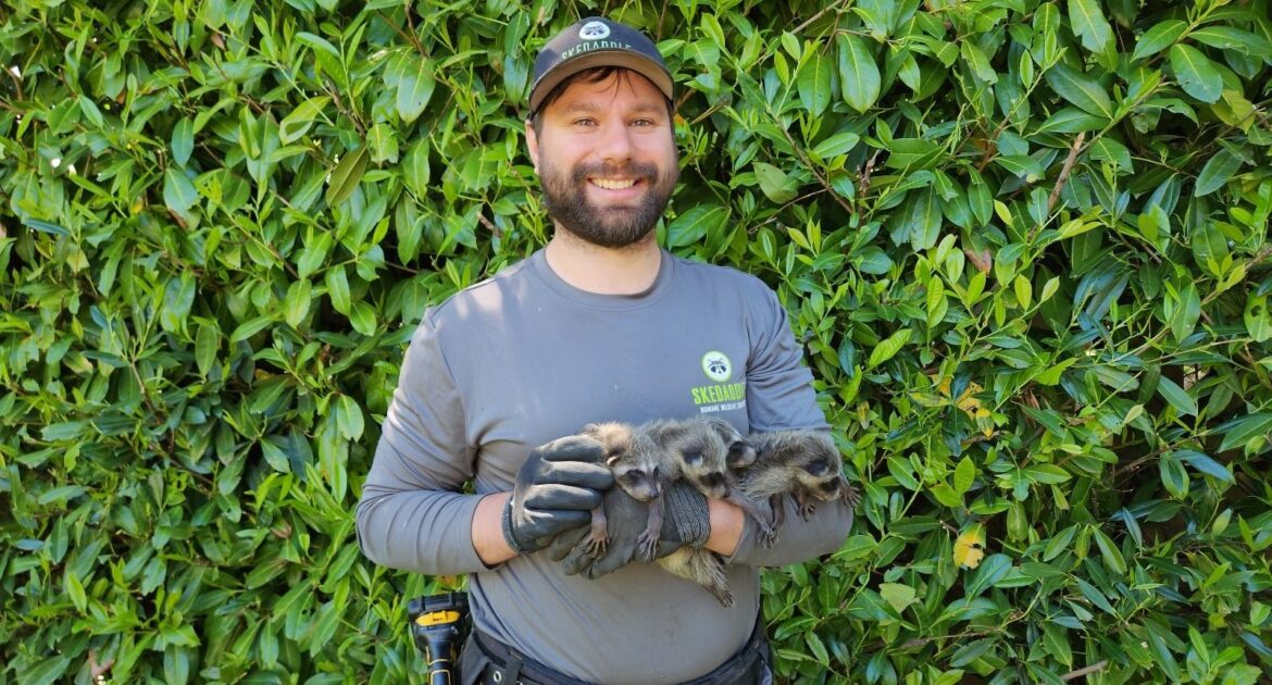 A smiling Skedaddle technician wearing a grey logo shirt and gloves, gently holding three baby raccoons in front of a green hedge.