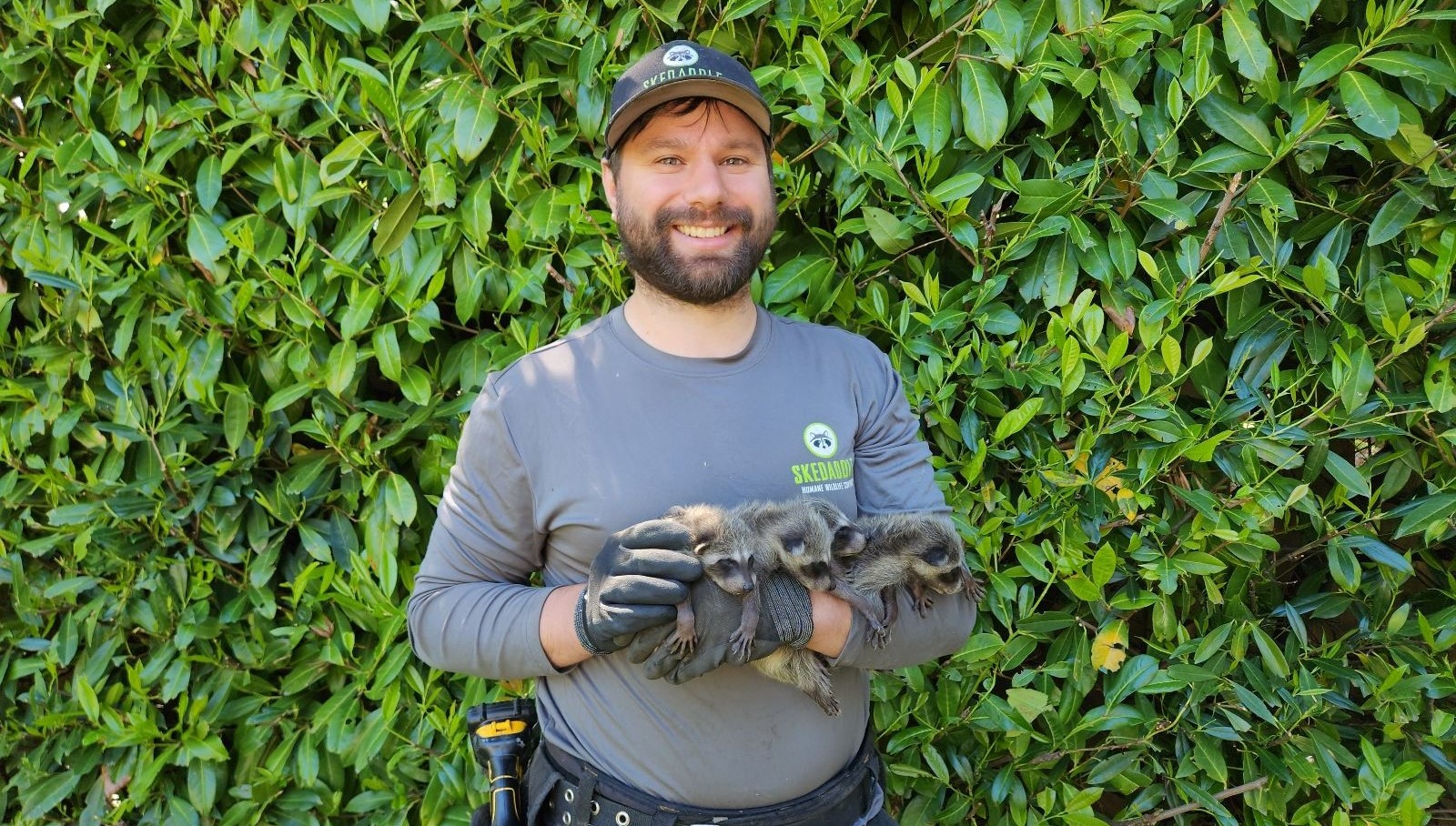 A smiling Skedaddle technician wearing a grey logo shirt and gloves, gently holding three baby raccoons in front of a green hedge.
