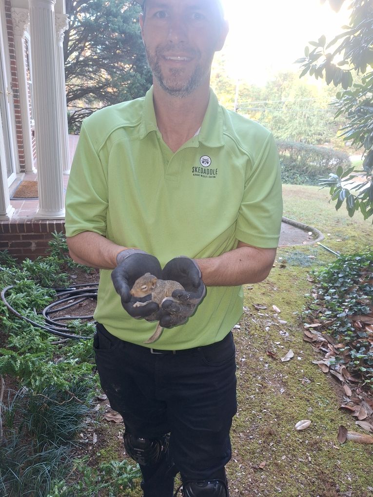 A Skedaddle Humane Wildlife Control technician in a green polo shirt and protective gloves gently cradling a small baby squirrel outdoors during a humane removal process.