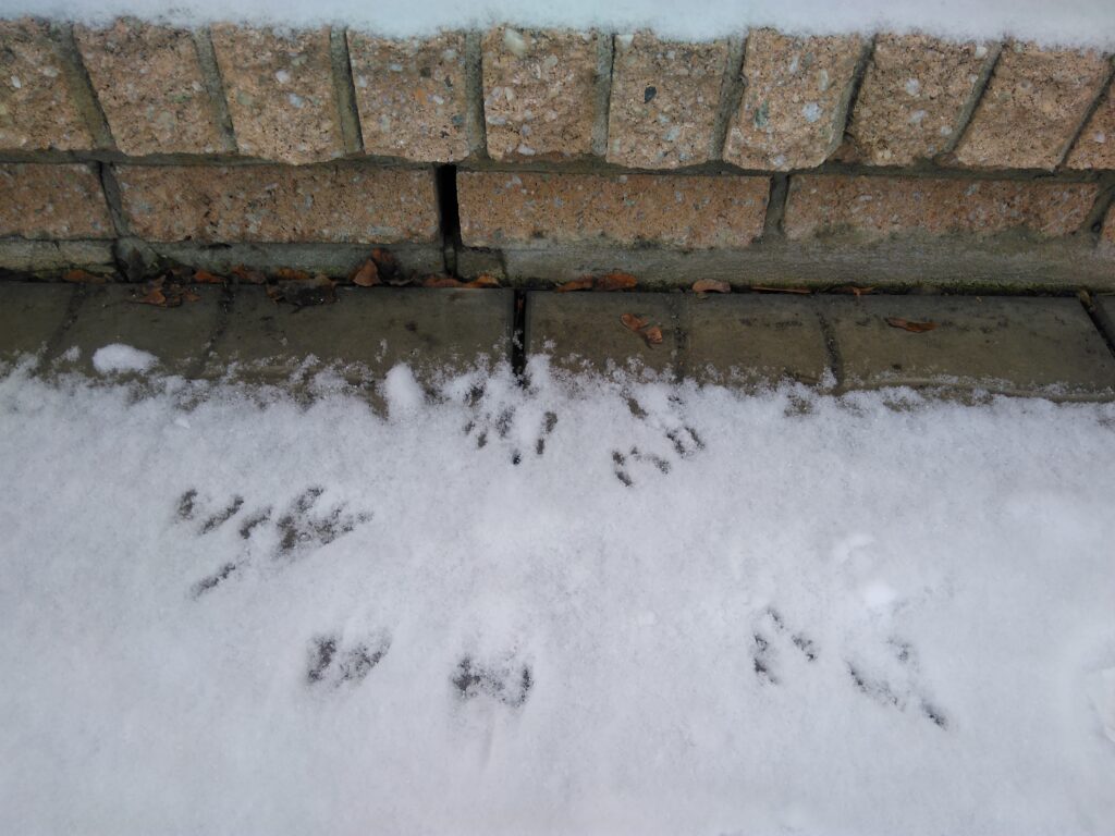 Small, delicate paw prints of a mouse in fresh snow leading toward a gap in a brick foundation.