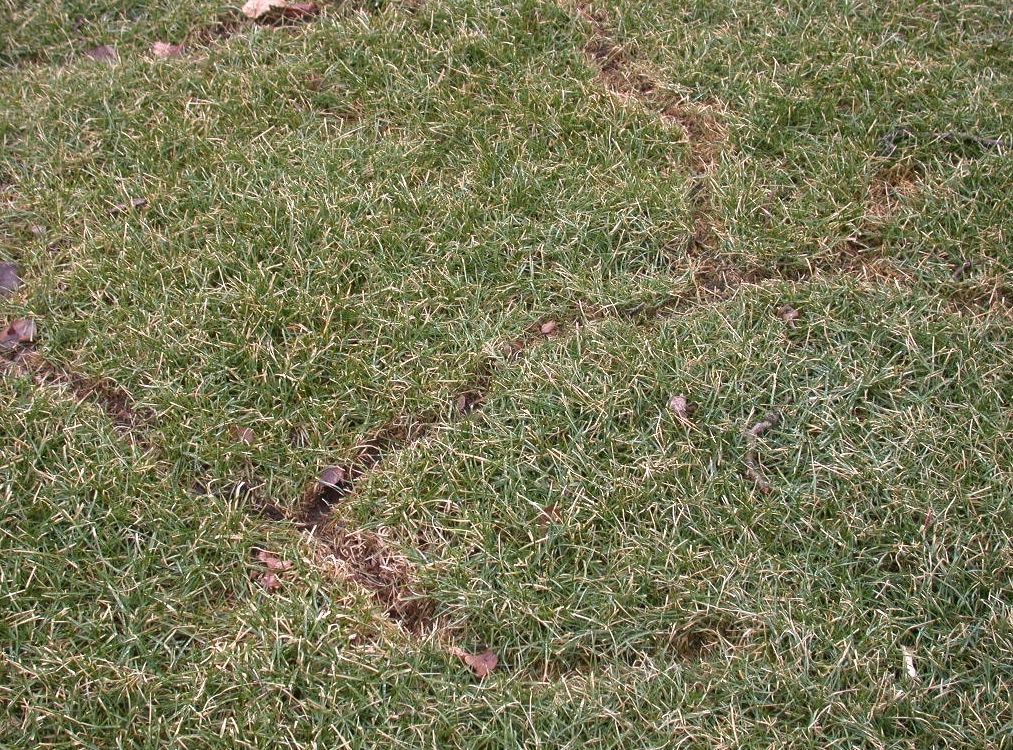 Close-up of worn dirt paths or "runways" through green grass, indicating frequent rat travel.