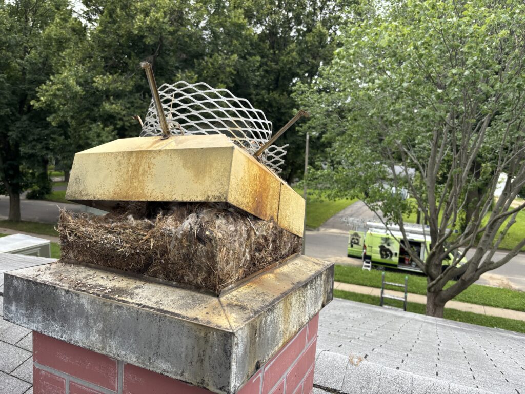 Large Bird Nest Obstructing Chimney Cap in Minneapolis A close-up view of a massive bird nest made of dried grass and feathers overflowing from underneath a metal chimney cap on a brick house.