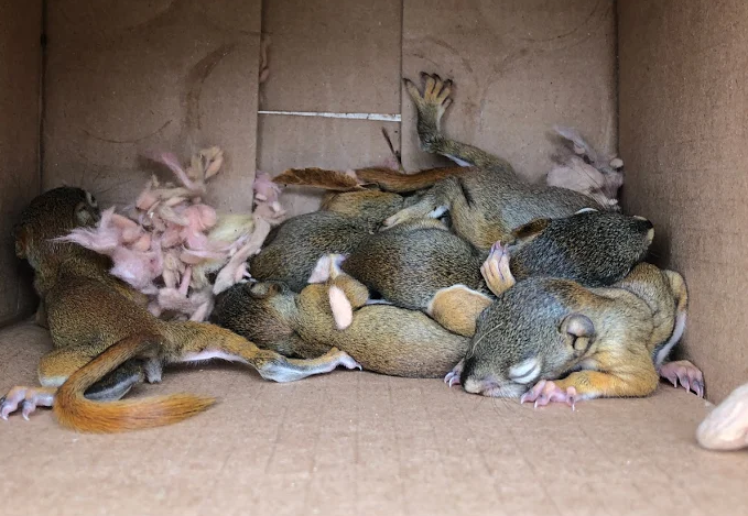 A group of six tiny, hairless baby squirrels huddled together for warmth inside a cardboard nesting box with pink insulation material.