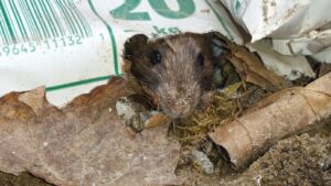 The face of a brown rat peeking through a hole chewed in a white plastic bag surrounded by dry leaves and debris.
