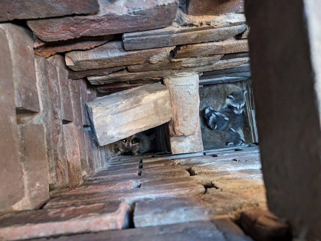 Mother Raccoon and Babies Nesting Inside Brick Chimney A top-down view looking into a dark brick chimney where a mother raccoon and several kits are huddled together on a ledge.
