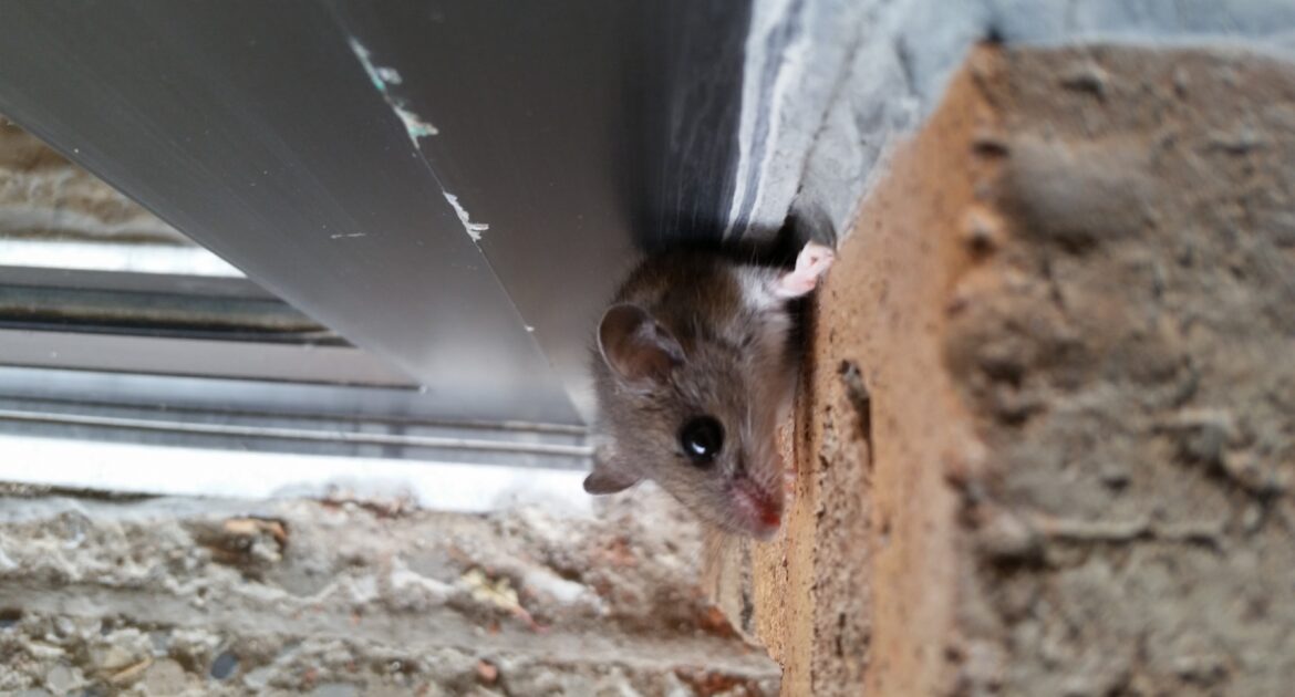 A small house mouse peeking out from a narrow gap between a brick wall and a metal soffit or window frame, showing a common entry point for rodents.