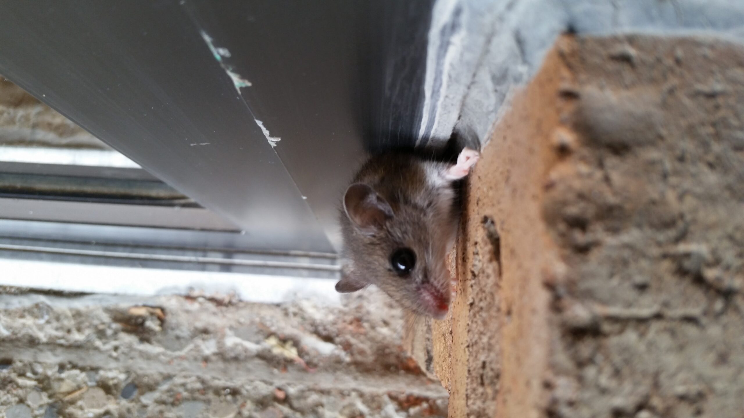 A small house mouse peeking out from a narrow gap between a brick wall and a metal soffit or window frame, showing a common entry point for rodents.