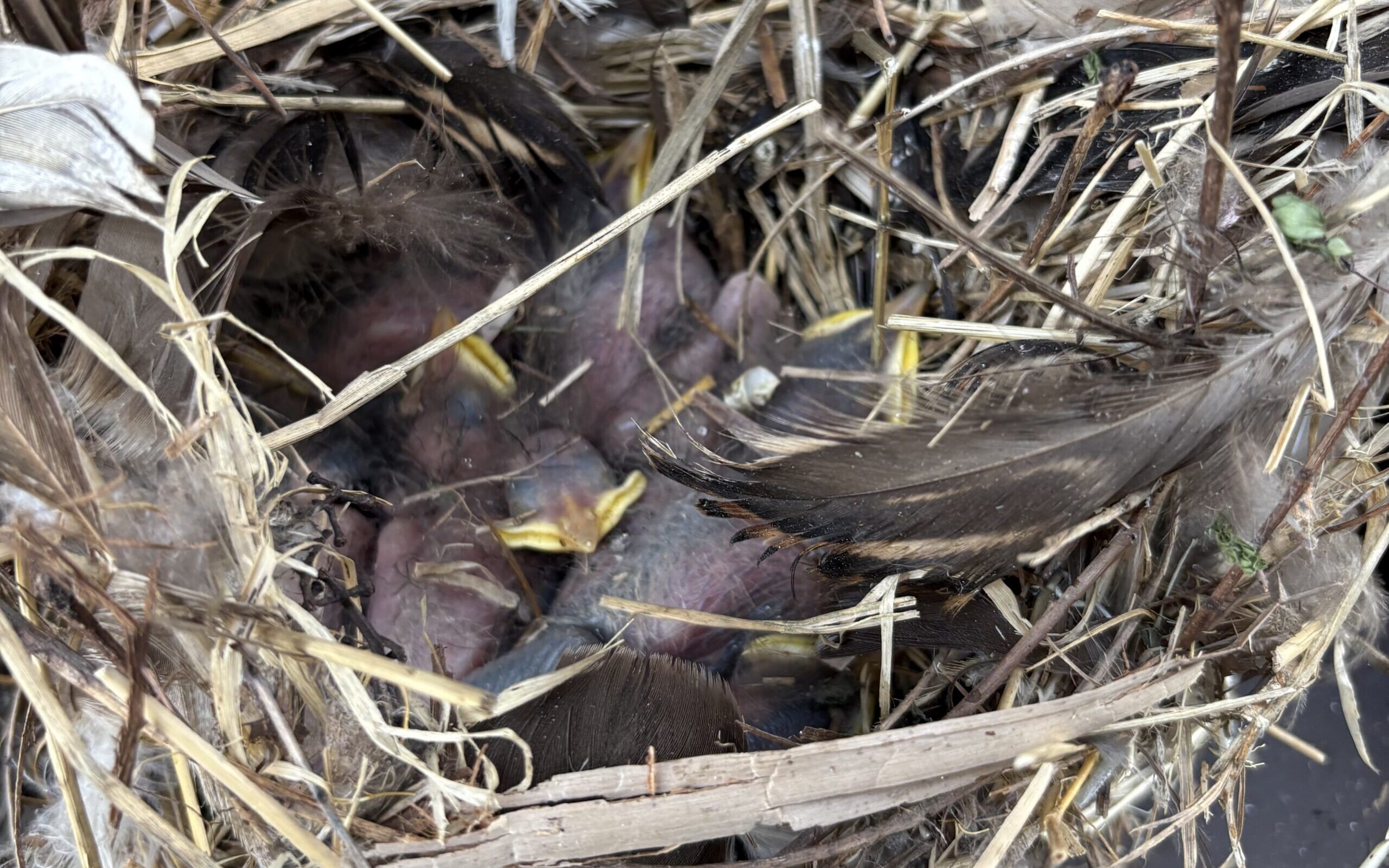 A close-up view of a bird nest made of straw and feathers containing several