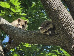 Two raccoons perched on a thick tree branch surrounded by green maple leaves.