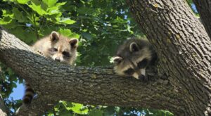 Two raccoons perched on a thick tree branch surrounded by green maple leaves.
