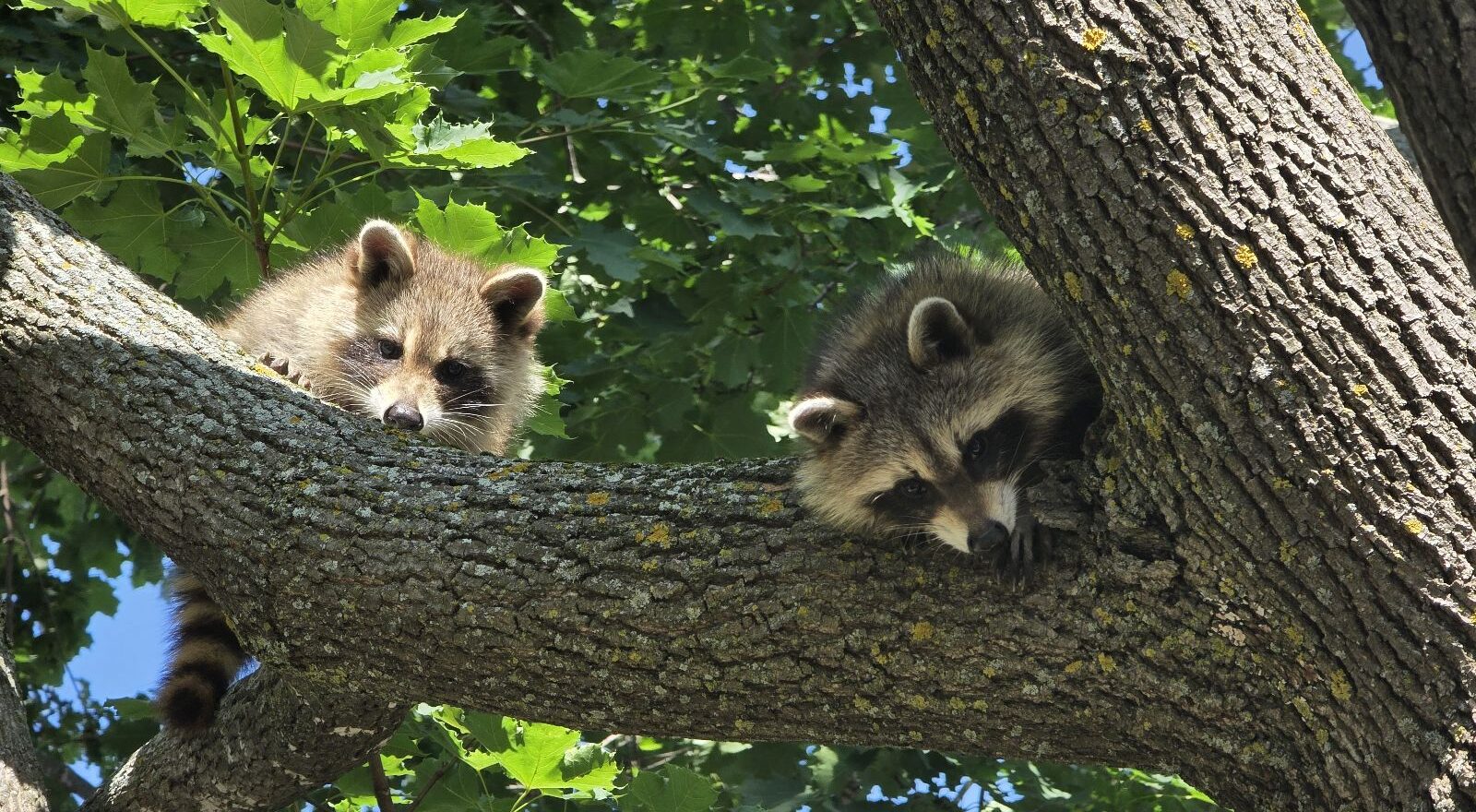 Two raccoons perched on a thick tree branch surrounded by green maple leaves.