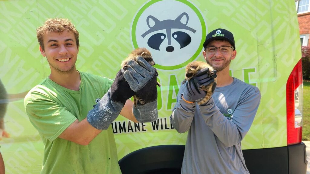 North Atlanta Team Rescuing Baby Raccoons Two smiling Skedaddle Humane Wildlife Control technicians in North Atlanta holding two rescued baby raccoons in front of a branded service van.