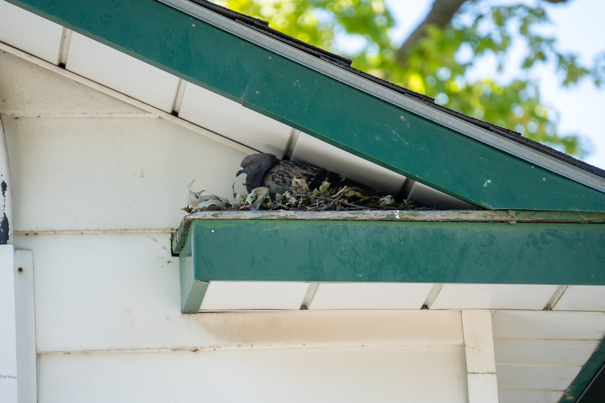 A pigeon sitting on a nest made of twigs and leaves tucked into the corner where a green roof eave meets a white soffit.