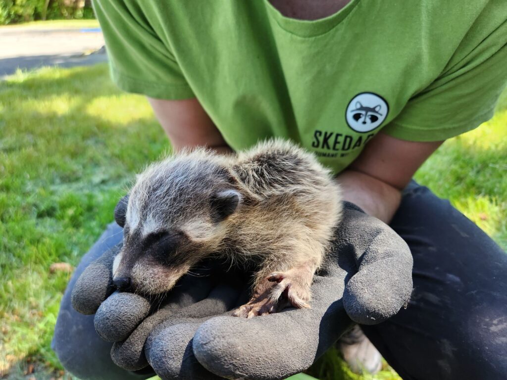 A Skedaddle technician in a black winter jacket using a caulking gun to professionally seal a gap between a brick wall and a white soffit to prevent wildlife entry.