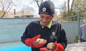 A Skedaddle technician in a black logo beanie and sweatshirt, wearing heavy red protective gloves, gently holding two baby raccoons near a backyard pool.