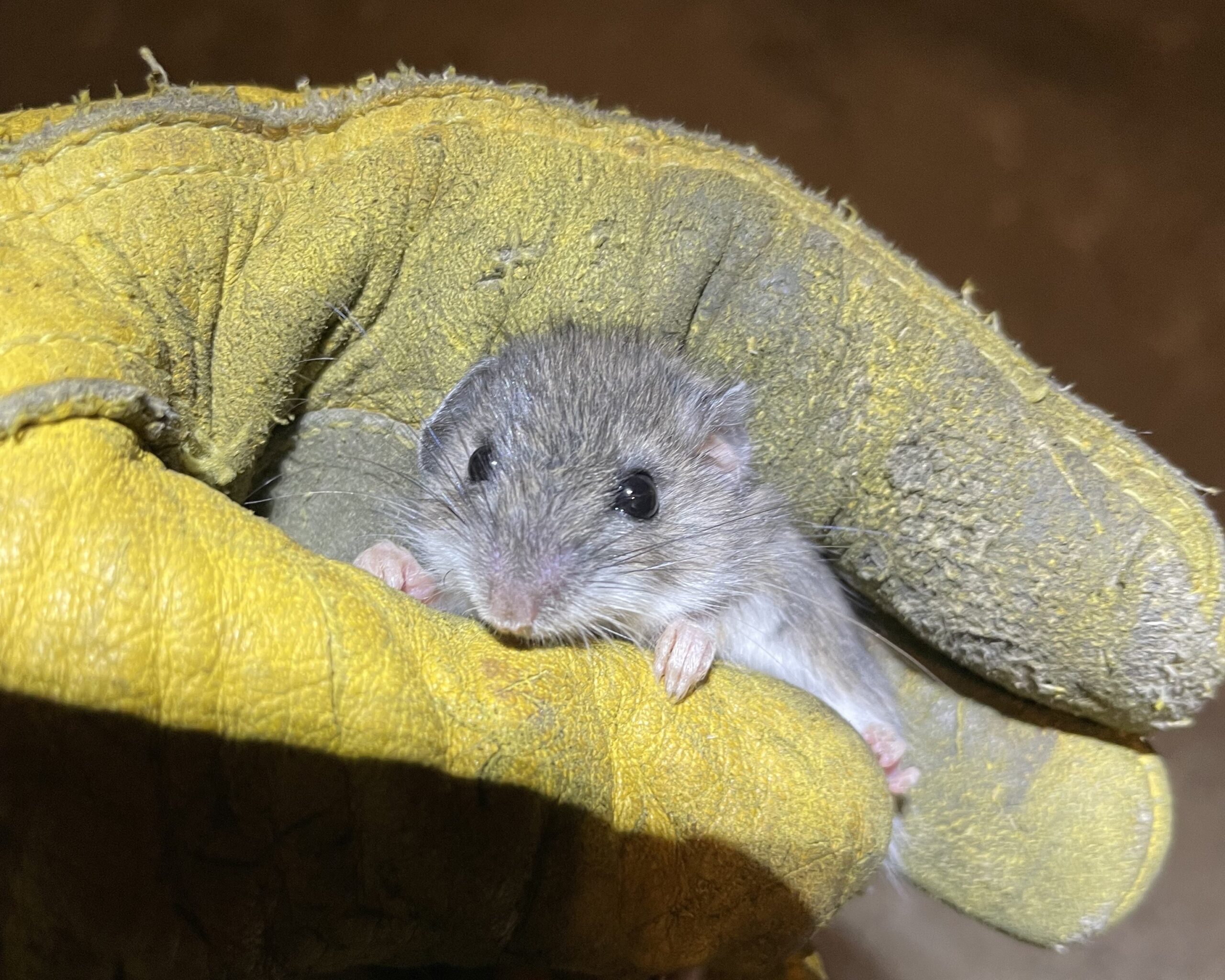 A close-up of a small, grey mouse being held gently by a technician wearing a thick, yellow protective leather work glove.