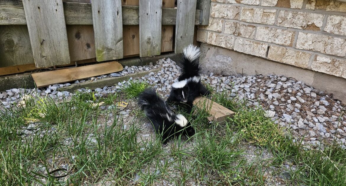 Two skunks with raised tails foraging in a backyard near a brick house foundation and a wooden fence.
