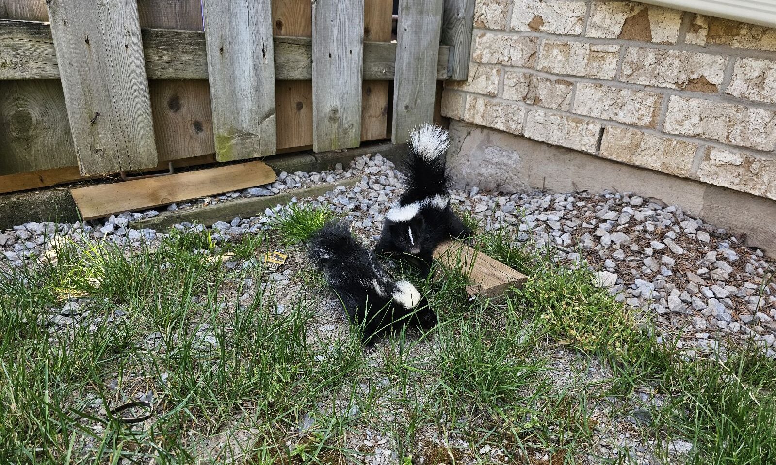 Two skunks with raised tails foraging in a backyard near a brick house foundation and a wooden fence.