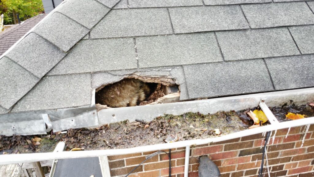 Raccoon Entry Point Roof and Shingle Damage in Johns Creek A large hole chewed through roof shingles and wooden decking near a gutter, with a raccoon visible resting inside the attic space.